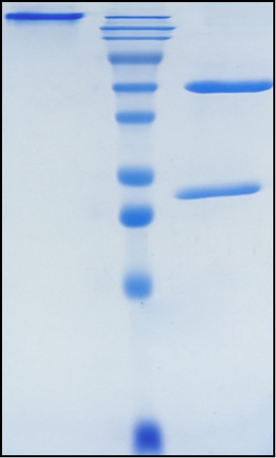 (Durvalumab)Biosimilar Reference Antibody