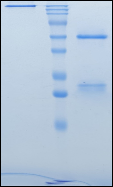 (Dusigitumab)Biosimilar Reference Antibody