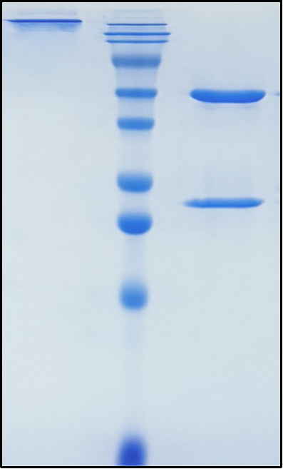 (Ecromeximab)Biosimilar Reference Antibody