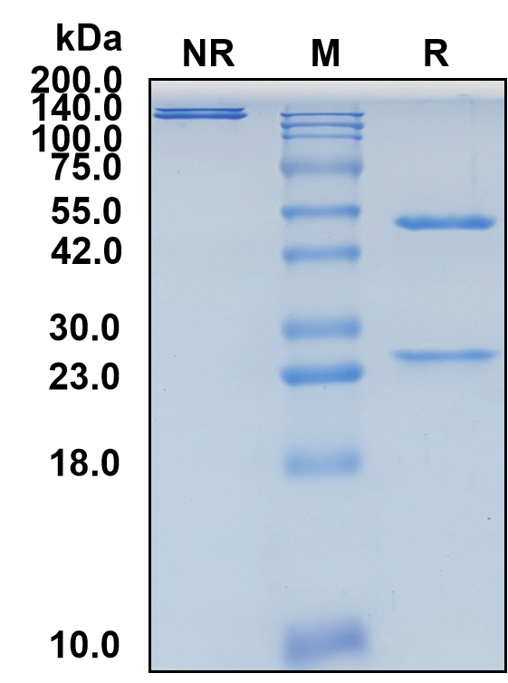 (Edrecolomab)Biosimilar Reference Antibody(EPCAM/CD326)(CAS NO:156586-89-9)