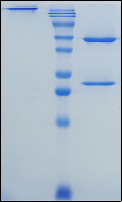 (Efalizumab)Biosimilar Reference Antibody