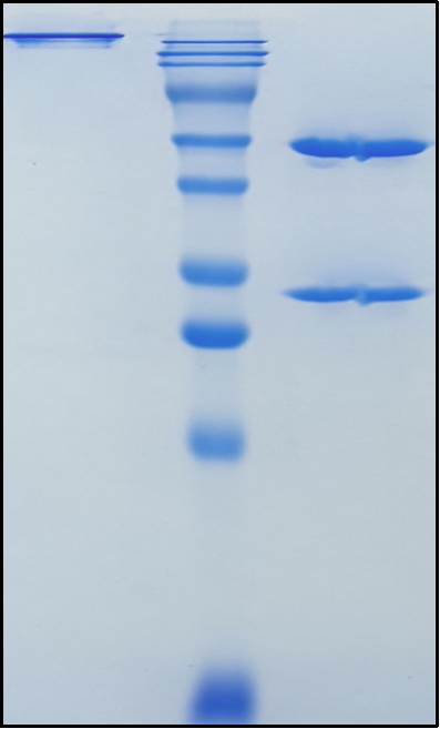 (Eglatoprutug)Biosimilar Reference Antibody