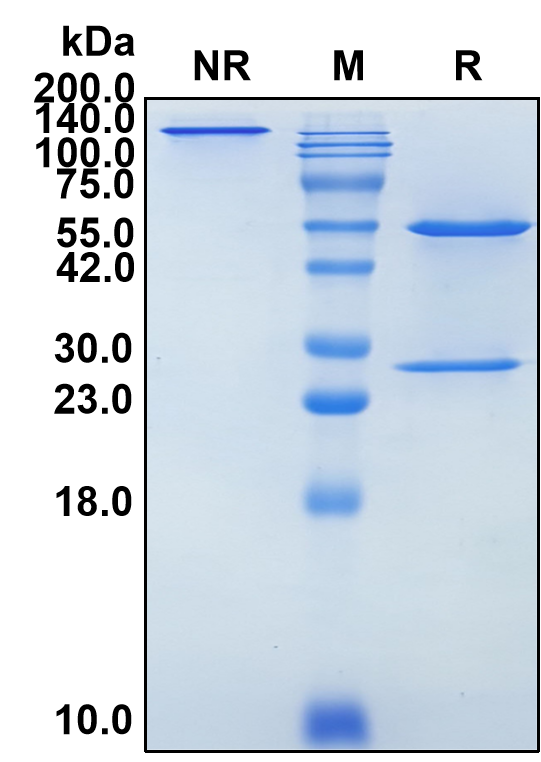 (Elezanumab)Biosimilar Reference Antibody