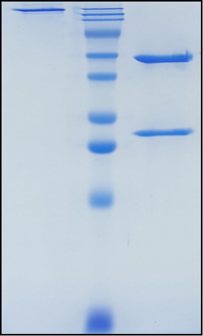 (Elgemtumab)Biosimilar Reference Antibody