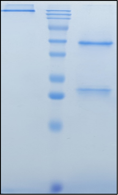 (Eltrekibart)Biosimilar Reference Antibody