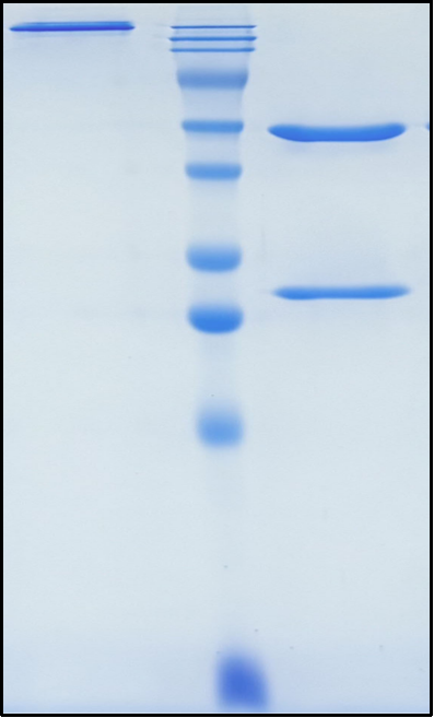 (Emactuzumab)Biosimilar Reference Antibody