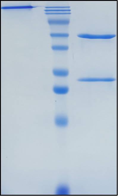 (Emapalumab)Biosimilar Reference Antibody