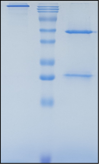 (Emibetuzumab)Biosimilar Reference Antibody