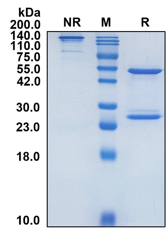 (Emicizumab) Biosimilar Reference Antibody (F9/Factor IX)(CAS NO:1610943-06-0)