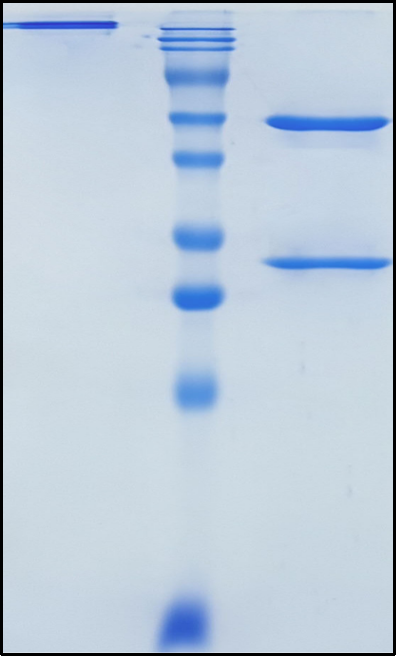 (Empasiprubart)Biosimilar Reference Antibody