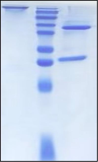 (Enapotamab)Biosimilar Reference Antibody