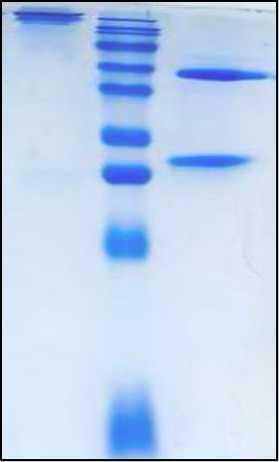 (Enavatuzumab)Biosimilar Reference Antibody