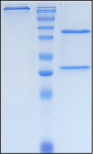 (Encelimab)Biosimilar Reference Antibody