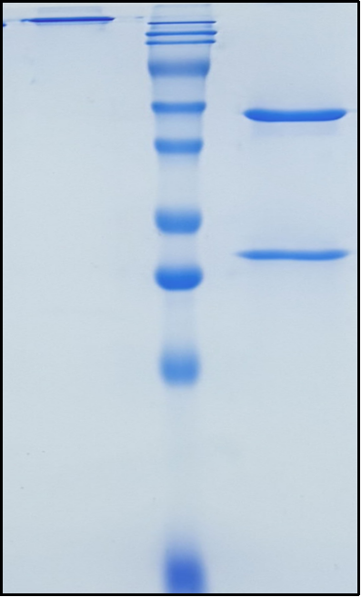 (Enfortumab)Biosimilar Reference Antibody