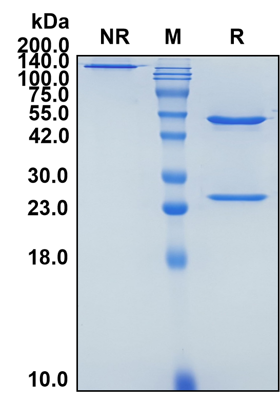 (Englumafusp)Biosimilar Reference Antibody