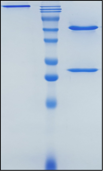 (Enibarcimab)Biosimilar Reference Antibody