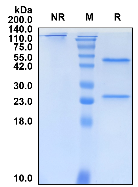 (Enlonstobart)Biosimilar Reference Antibody