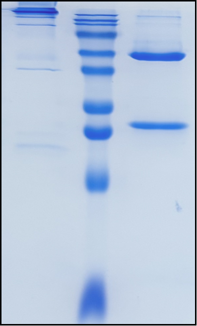 (Enoblituzumab)Biosimilar Reference Antibody