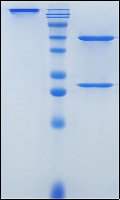 (Enokizumab)Biosimilar Reference Antibody