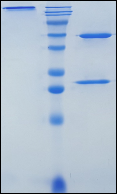 (Ensituximab)Biosimilar Reference Antibody