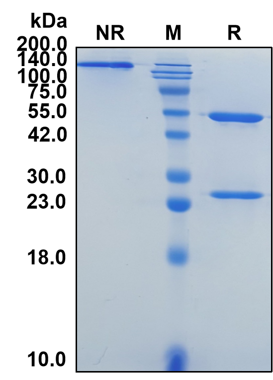 (Epacmarstobart)Biosimilar Reference Antibody