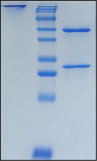 (Epratuzumab)Biosimilar Reference Antibody