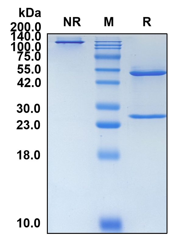 (Eptinezumab)Biosimilar Reference Antibody