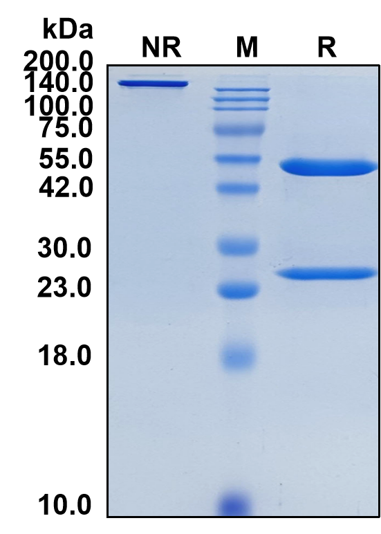 (Erlizumab)Biosimilar Reference Antibody(ITGB2/CD18)(CAS NO:211323-03-4)