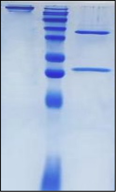 (Etigilimab)Biosimilar Reference Antibody