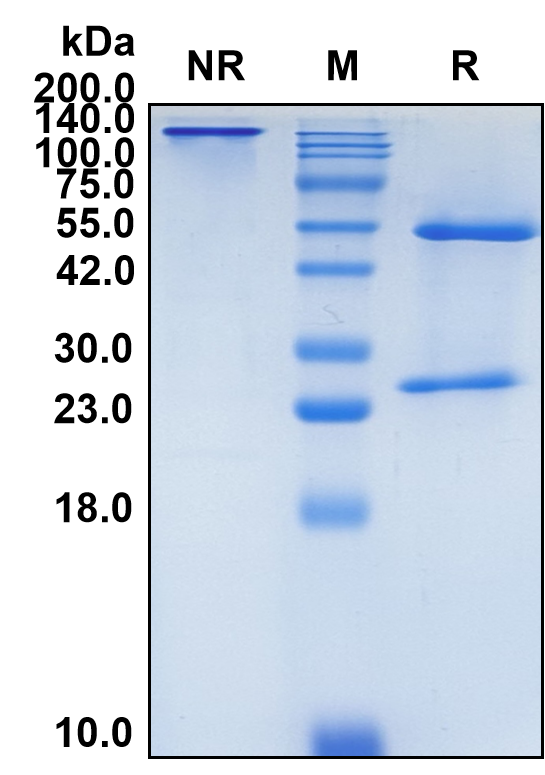 (Etokimab)Biosimilar Reference Antibody