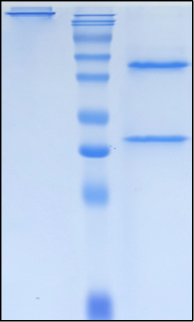 (Ezabenlimab)Biosimilar Reference Antibody