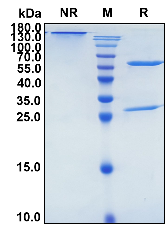 (Farletuzumab)Biosimilar Reference Antibody