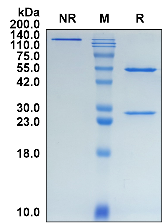 (Favezelimab)Biosimilar Reference Antibody(LAG3/CD223)(CAS NO:2231068-83-8)