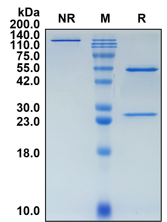 (Feladilimab)Biosimilar Reference Antibody(ICOS/CD278)(CAS NO:2252518-85-5)