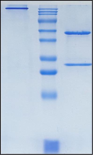 (Felzartamab)Biosimilar Reference Antibody