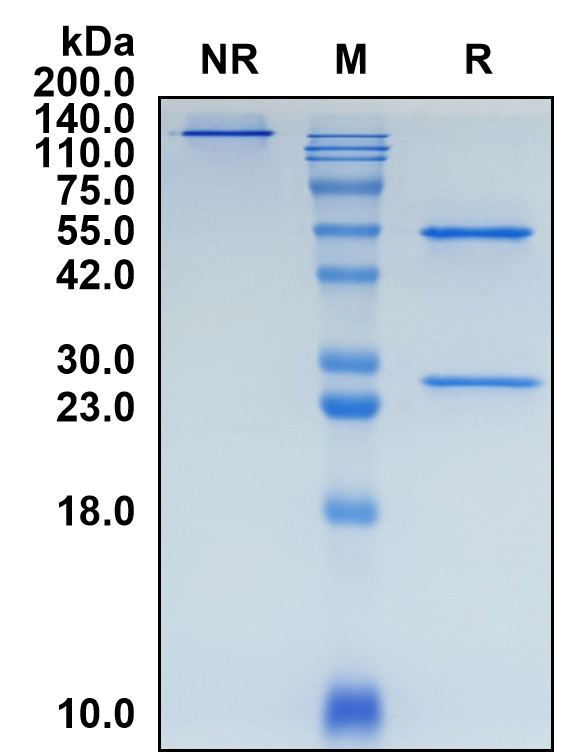 (Fepixnebart)Biosimilar Reference Antibody(EREG)(CAS NO:2489584-93-0)