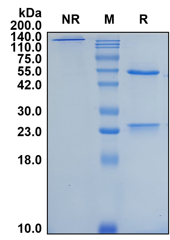 (Fianlimab)Biosimilar Reference Antibody(LAG3/CD223)(CAS NO:2126132-98-5)