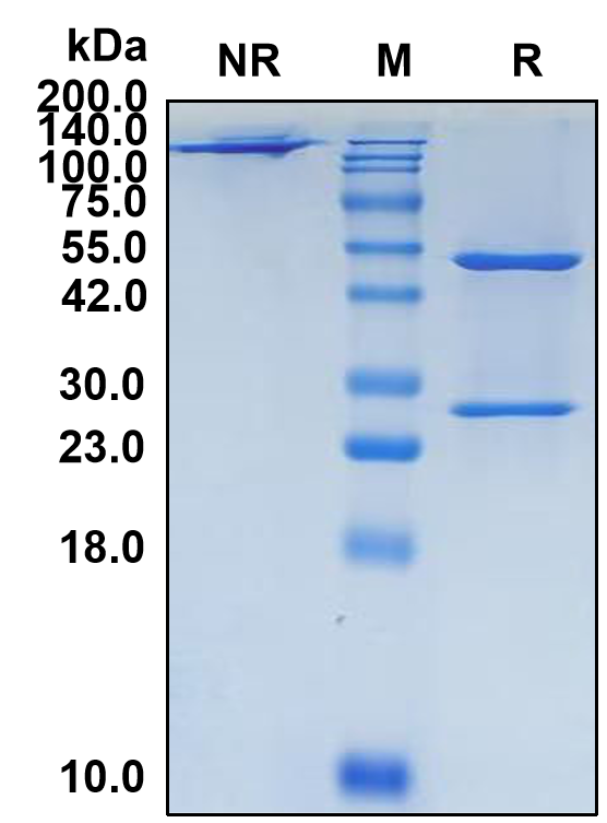 (Ficlatuzumab)Biosimilar Reference Antibody