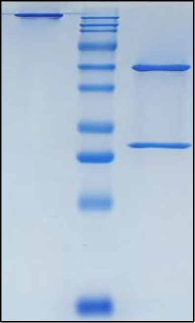 (Firivumab)Biosimilar Reference Antibody