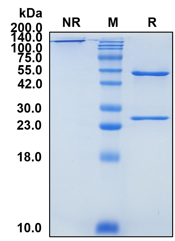 (Flanvotumab)Biosimilar Reference Antibody