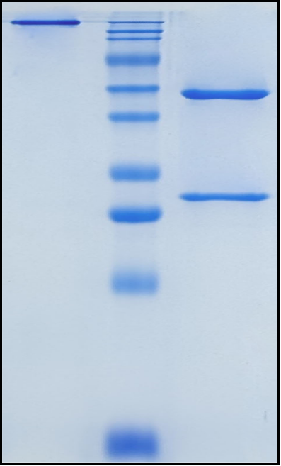 (Fontolizumab)Biosimilar Reference Antibody