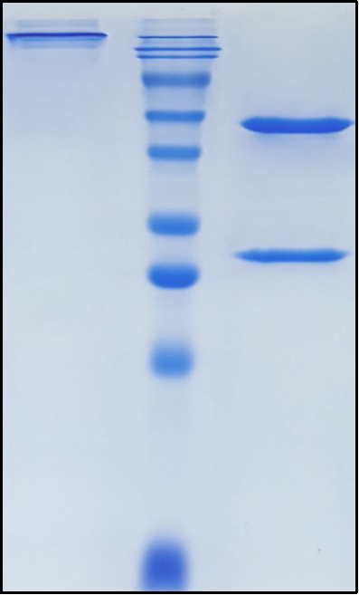 (Foravirumab)Biosimilar Reference Antibody