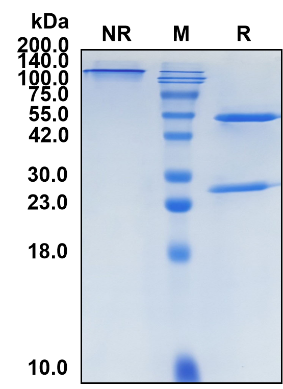 (Frexalimab)Biosimilar Reference Antibody