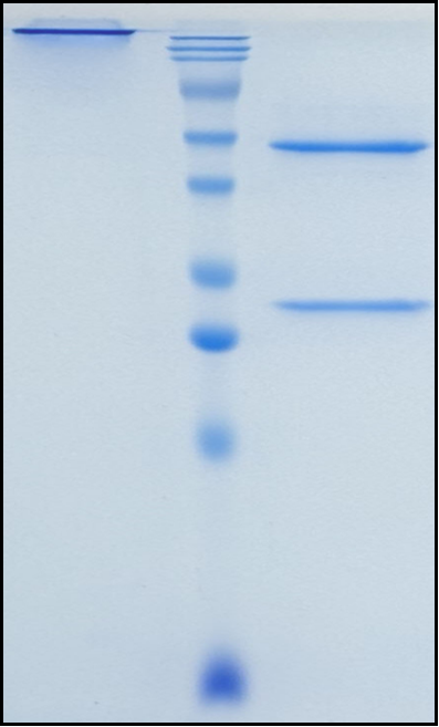 (Frovocimab)Biosimilar Reference Antibody