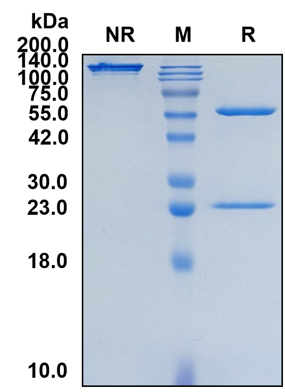 (Frunevetmab)Biosimilar Reference Antibody(NGFB)(CAS NO:1708936-80-4)