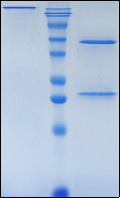 (Fulranumab)Biosimilar Reference Antibody