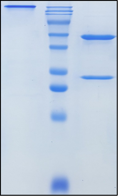 (Galiximab)Biosimilar Reference Antibody