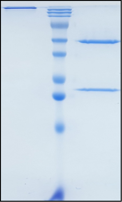 (Garetosmab)Biosimilar Reference Antibody