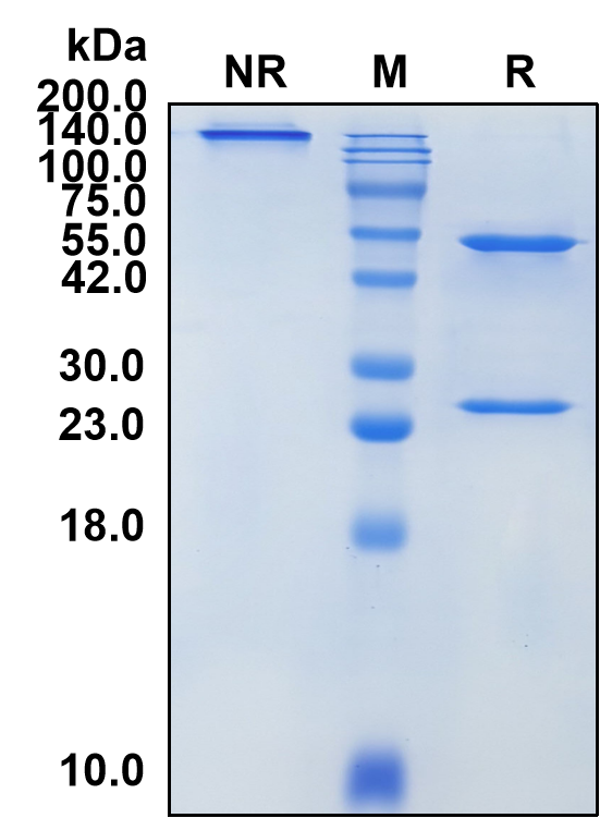 (Garivulimab)Biosimilar Reference Antibody