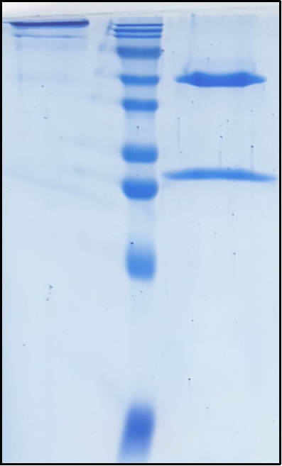 (Gatipotuzumab)Biosimilar Reference Antibody